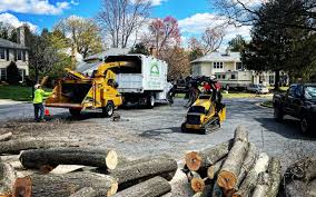Best Tree Removal  in Tucson Estates, AZ