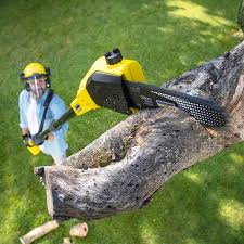 Best Storm Damage Tree Cleanup  in Tucson Estates, AZ
