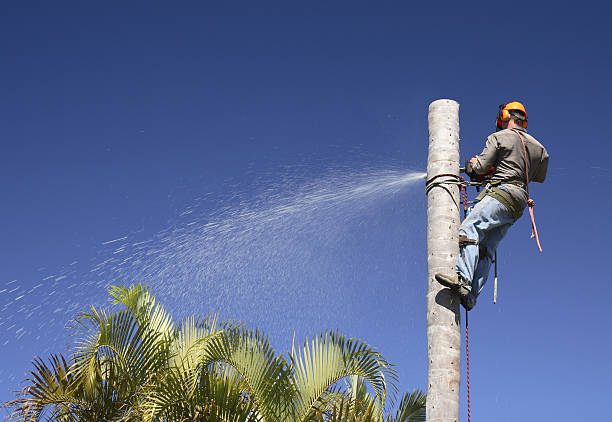 Best Tree Cabling and Bracing  in Tucson Estates, AZ