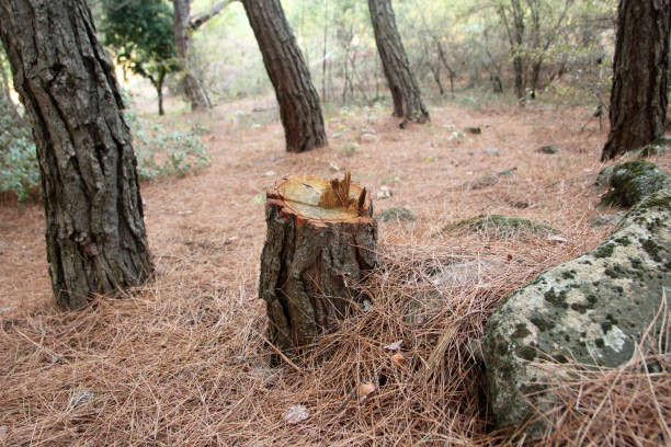 How Our Tree Care Process Works  in  Tucson Estates, AZ