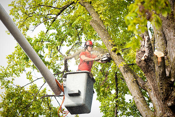 Best Tree and Shrub Care  in Tucson Estates, AZ