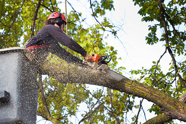Best Firewood Processing and Delivery  in Tucson Estates, AZ