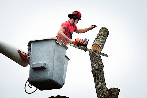 Professional Tree Care in Tucson Estates, AZ